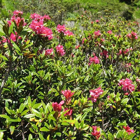 Tschatscha Nova Gasthof