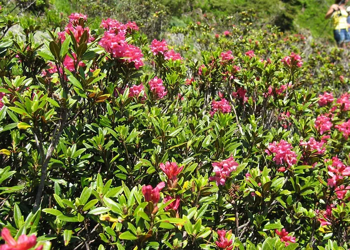 Tschatscha Nova Pensjonat